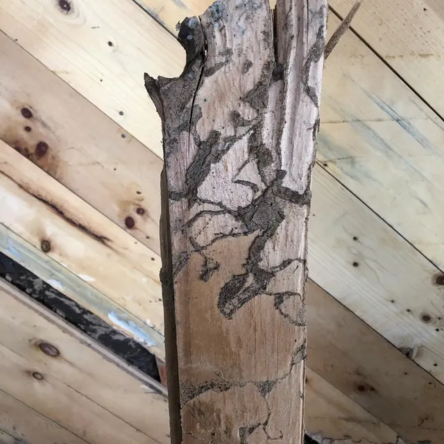 Northern Colorado Pest and Wildlife Control — photo from the business 7