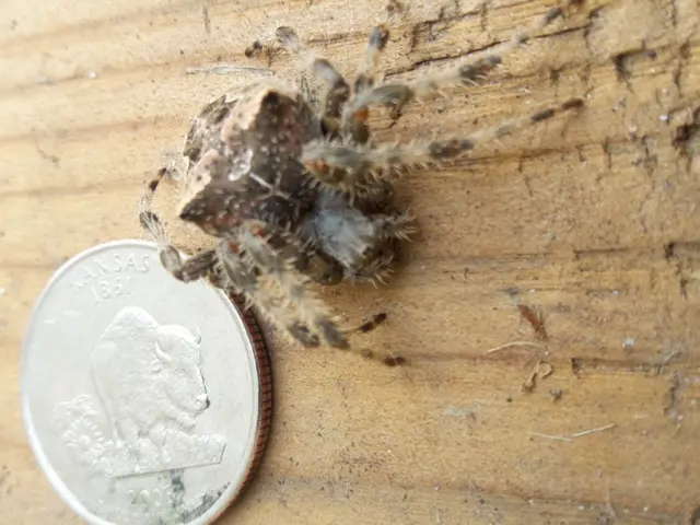 Iconic Pest Solutions — photo from the business 6