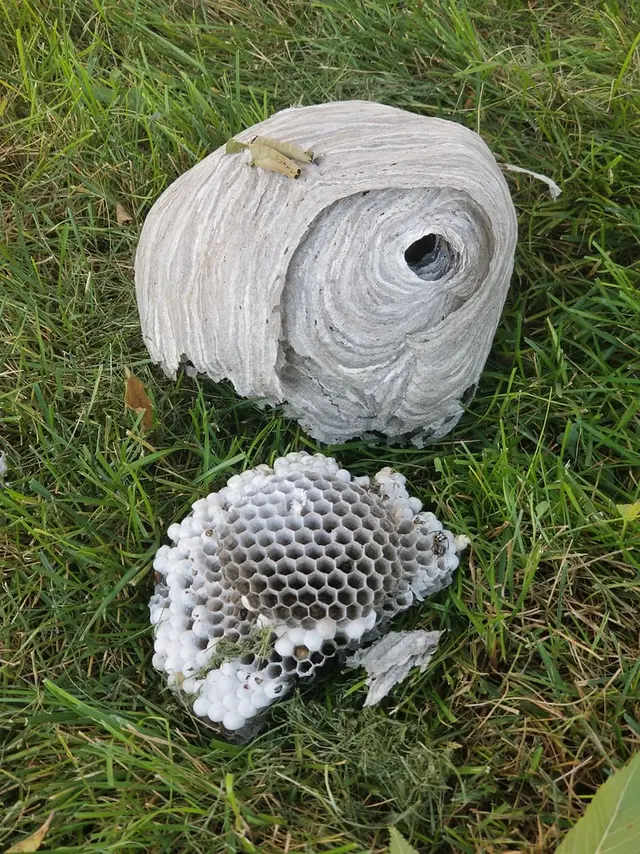 Iconic Pest Solutions — photo from the business 7