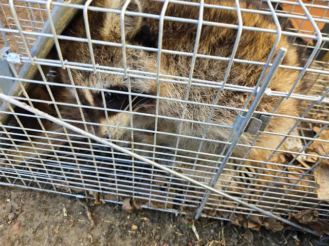 Iconic Pest Solutions — photo from the business 3