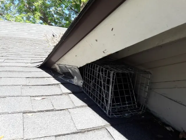 Iconic Pest Solutions — photo from the business 10