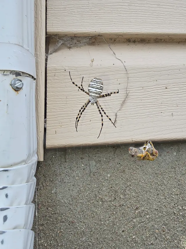 Iconic Pest Solutions — photo from the business 9