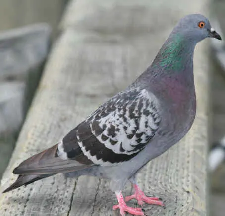 Critter Control of Fort Collins — photo from the business 12