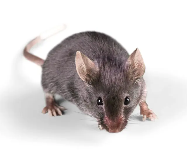 Critter Control of Fort Collins — photo from the business 5