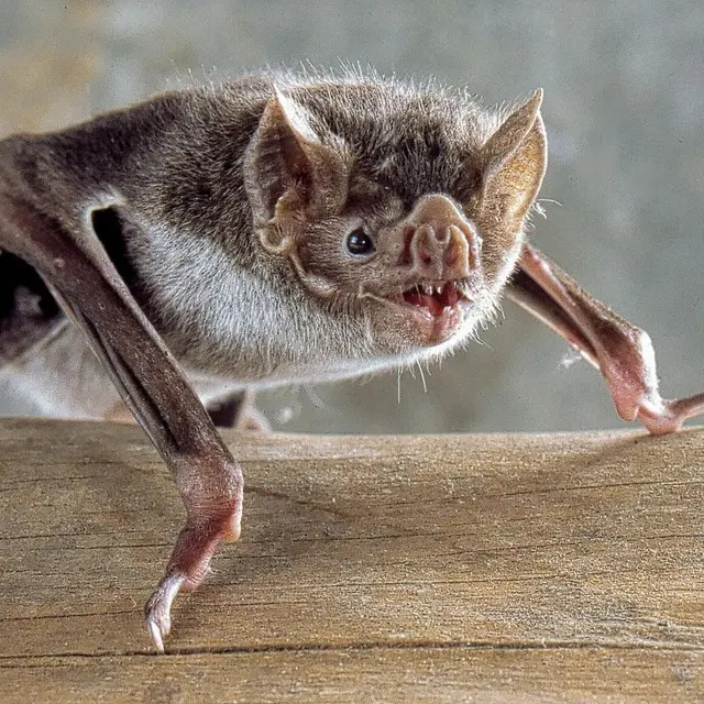 Critter Control of Fort Collins — photo from the business 6