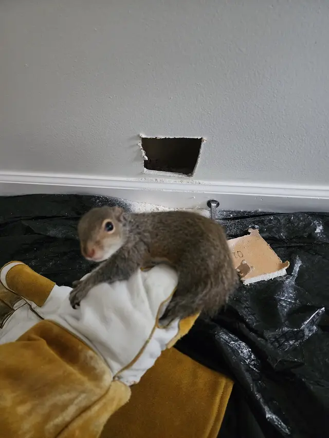 Critter Control of Fort Collins — photo from the business 11