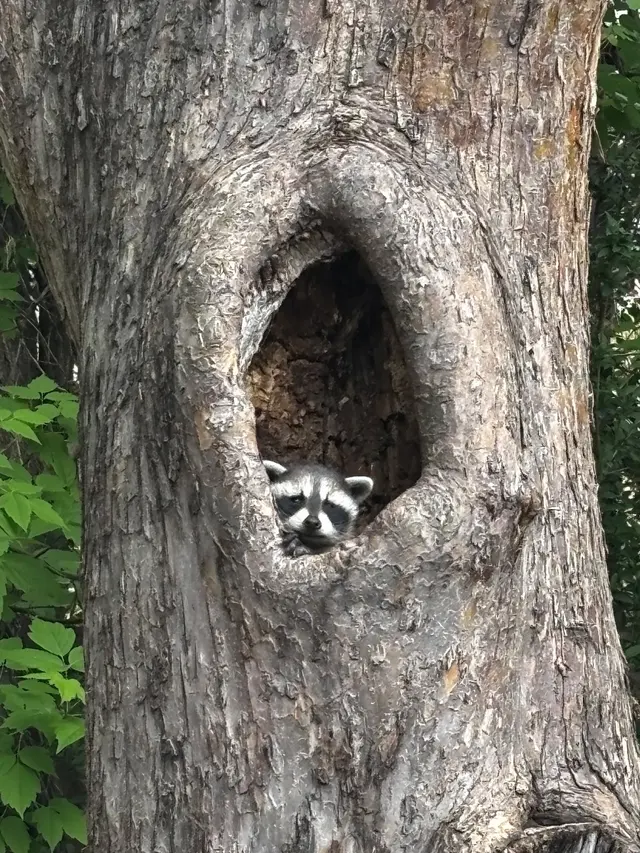 Critter Control of Fort Collins — photo from the business 8