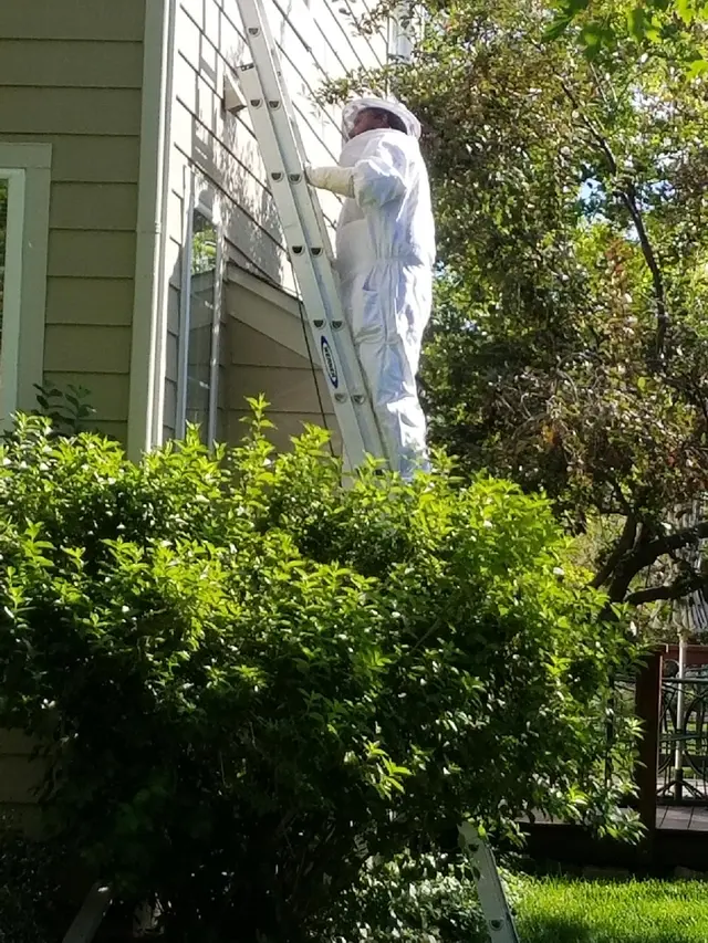 Affordable Pest Control — photo from the business 3