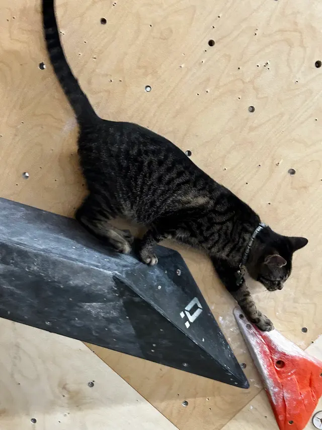 The Blok Climbing Co — photo from the business 7