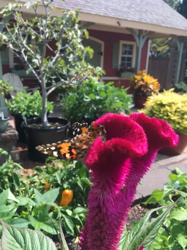 Customer photo of work by Teaching Garden at Woodward Park, from Park's review