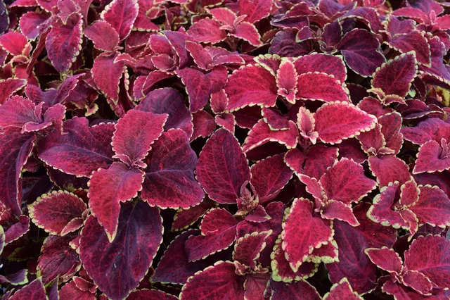 Southwood Landscape and Garden Center — photo from the business 5