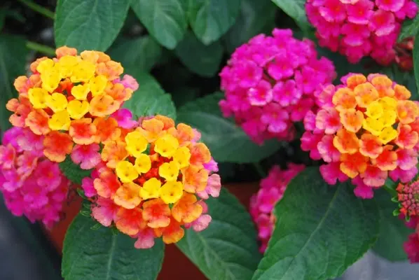Southwood Landscape and Garden Center — photo from the business 3