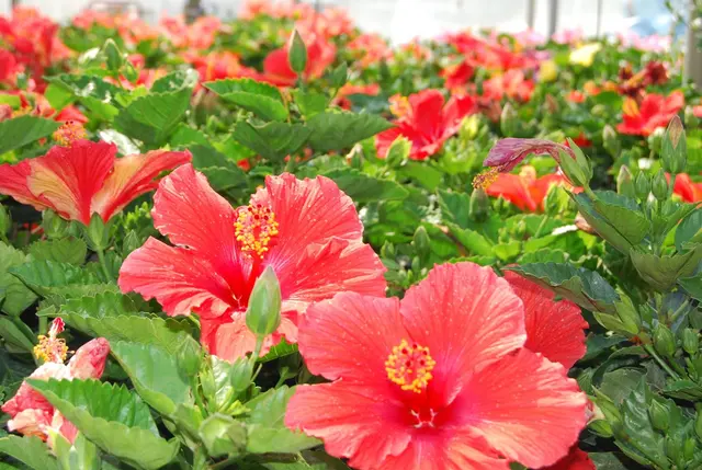 Southwood Landscape and Garden Center — photo from the business 6