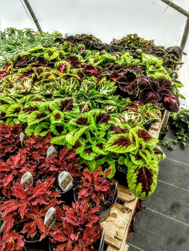 Sunny Acres Greenhouse LLC — photo from the business 11