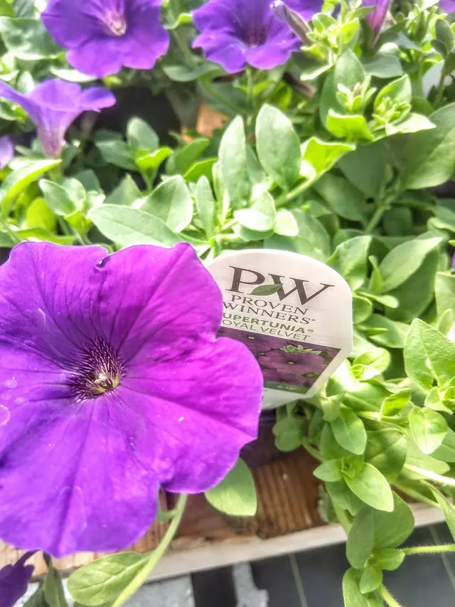 Sunny Acres Greenhouse LLC — photo from the business 3