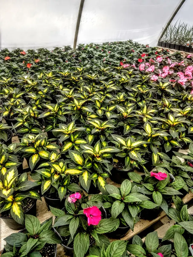 Sunny Acres Greenhouse LLC — photo from the business 10