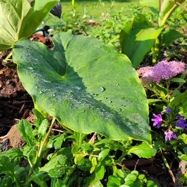 Creekside Plants & Produce — customer photo 4