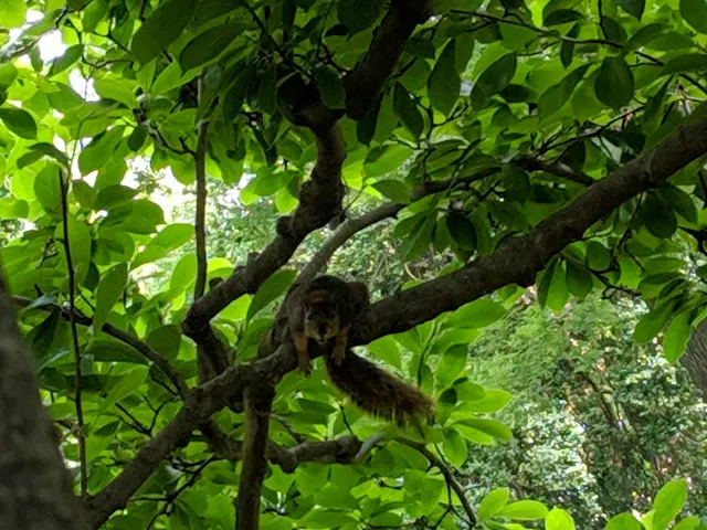 Arboretum — customer photo 9