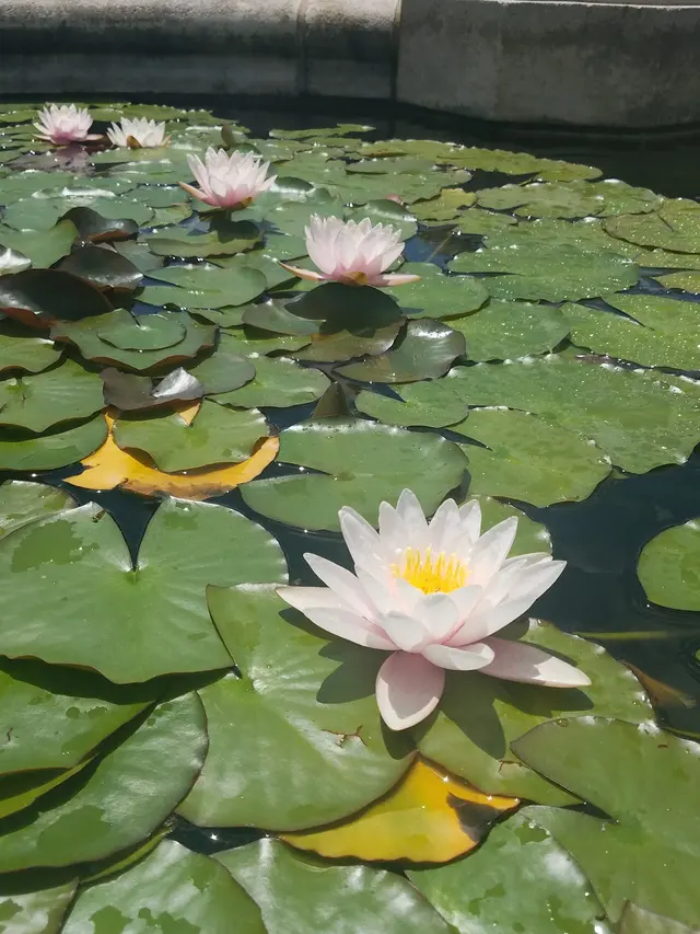 Arboretum — customer photo 1