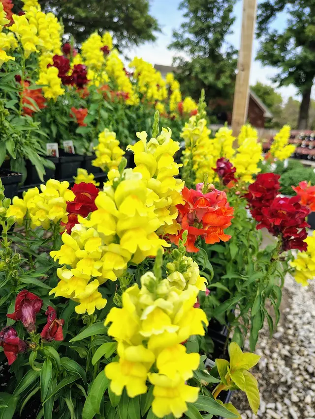 A New Leaf Garden Center in Broken Arrow — customer photo 12