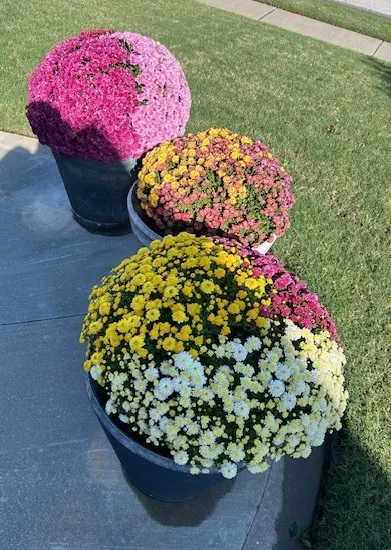 A New Leaf Garden Center in Broken Arrow — customer photo 9