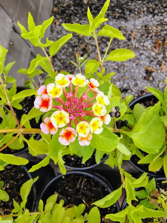 A New Leaf Garden Center in Broken Arrow — customer photo 7