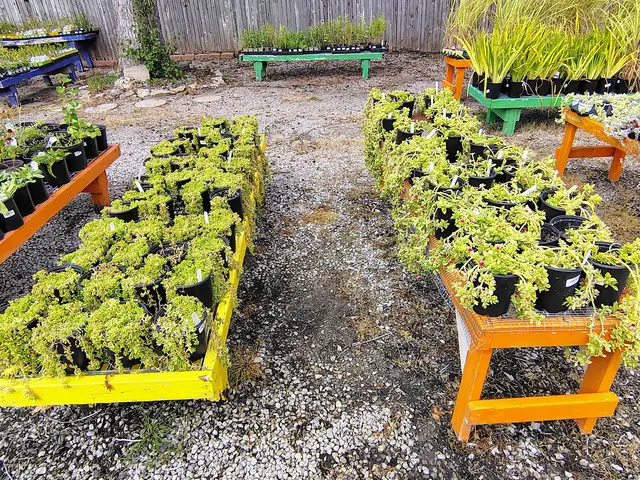 A New Leaf Garden Center in Broken Arrow — customer photo 3