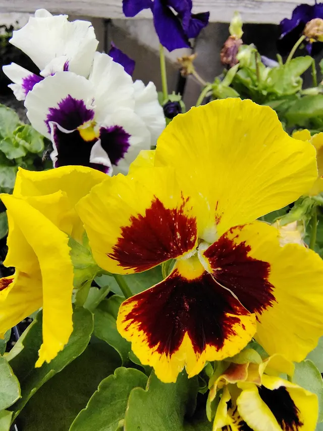 A New Leaf Garden Center in Broken Arrow — customer photo 8