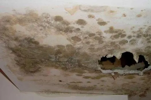 AMT Mold Testing & Indoor Air Quality Consulting — photo from the business 11