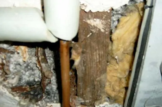 AMT Mold Testing & Indoor Air Quality Consulting — photo from the business 7