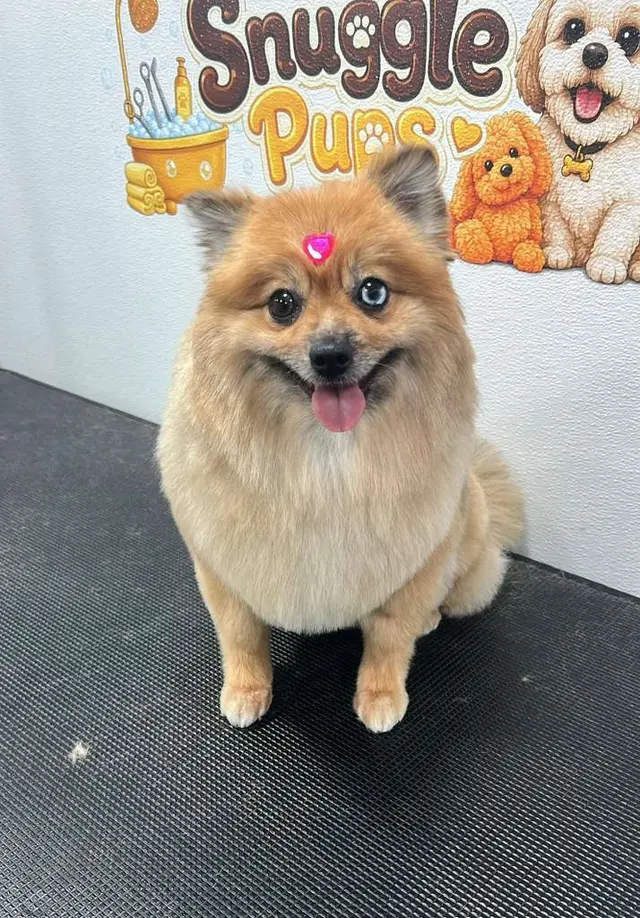Snuggle Pups Mobile Grooming — photo from the business 9