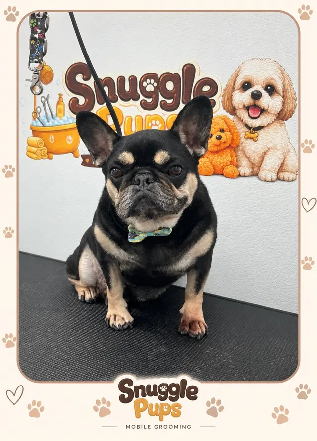 Customer photo of work by Snuggle Pups Mobile Grooming, from GinaD Gomes's review