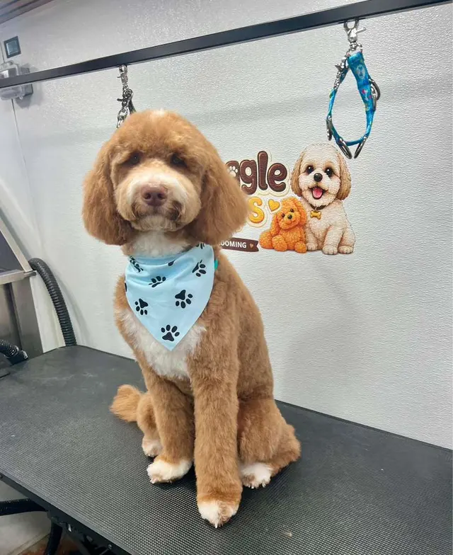 Snuggle Pups Mobile Grooming — photo from the business 7