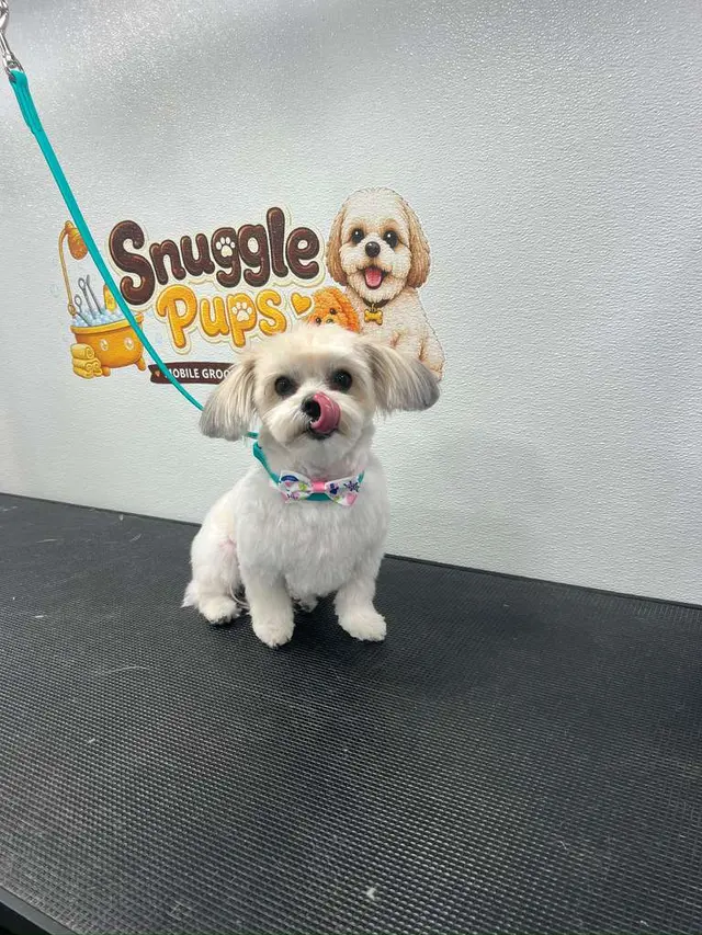 Snuggle Pups Mobile Grooming — photo from the business 10