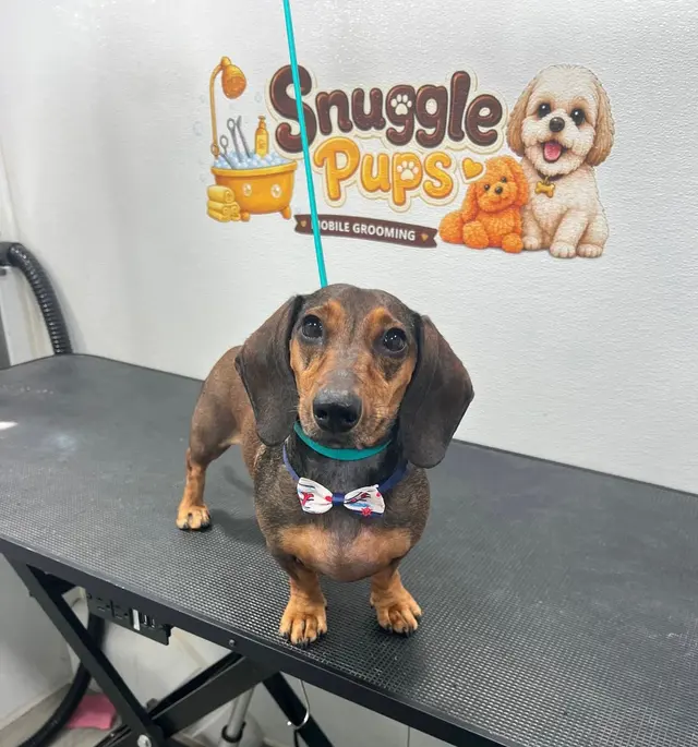 Snuggle Pups Mobile Grooming — photo from the business 11