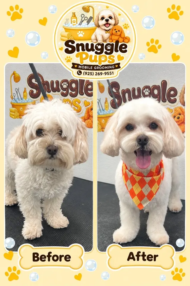 Customer photo of work by Snuggle Pups Mobile Grooming, from Colleen Moody's review