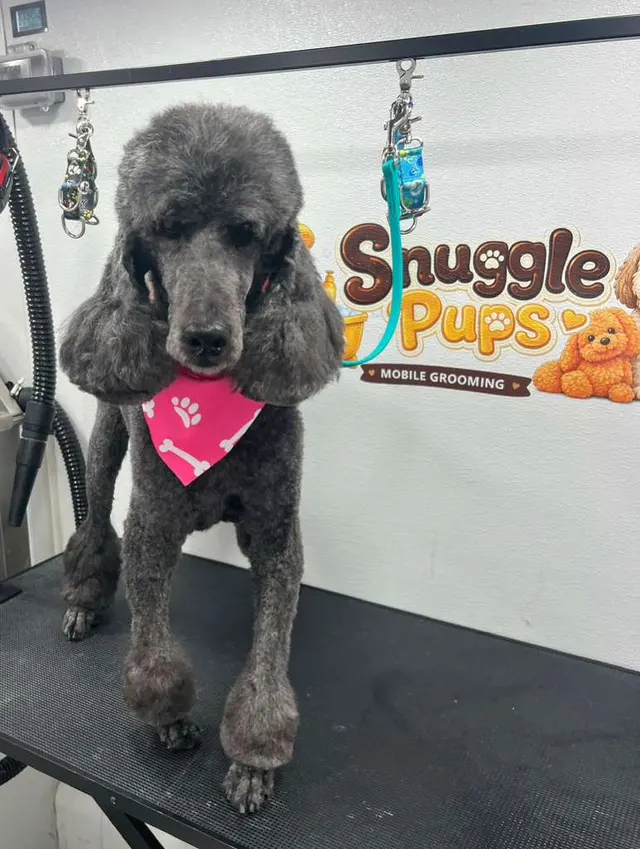 Snuggle Pups Mobile Grooming — photo from the business 8