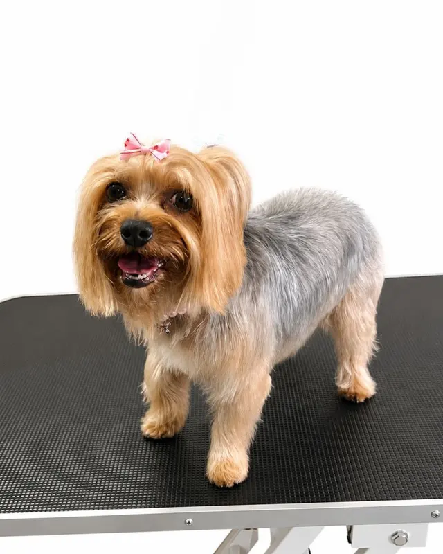 Snuggle Pups Mobile Grooming — photo from the business 6