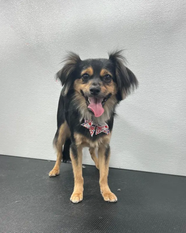 Snuggle Pups Mobile Grooming — photo from the business 12