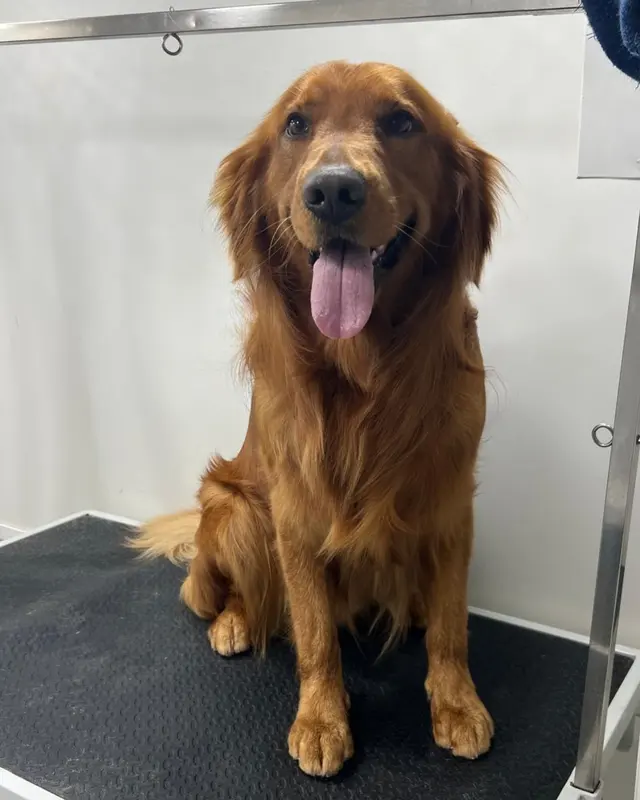 Snuggle Pups Mobile Grooming — photo from the business 2