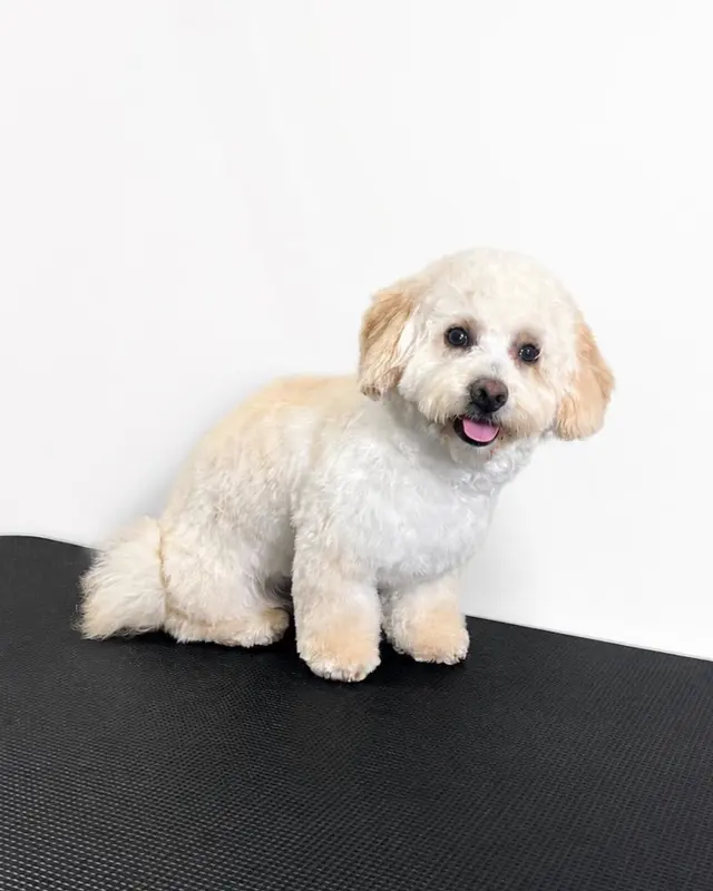 Snuggle Pups Mobile Grooming — photo from the business 5