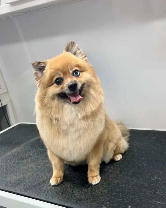 Snuggle Pups Mobile Grooming — photo from the business 3