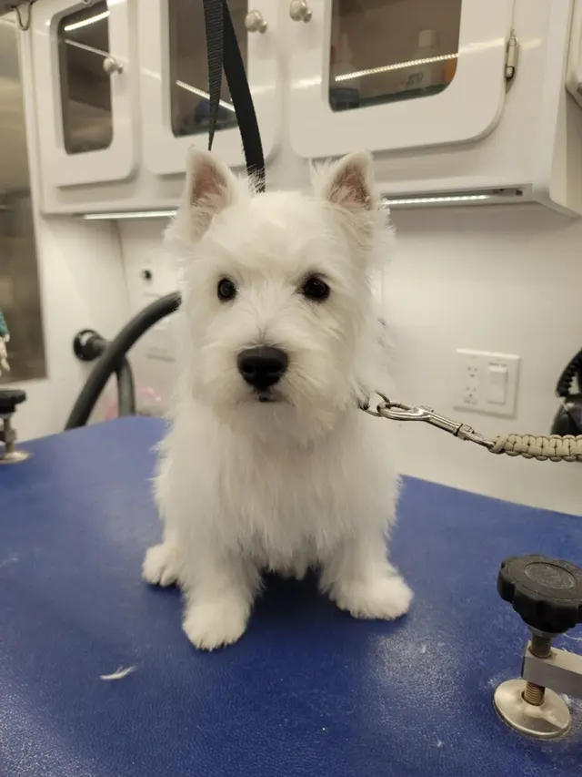 Boops N' Bubbles Mobile Dog Grooming — photo from the business 11