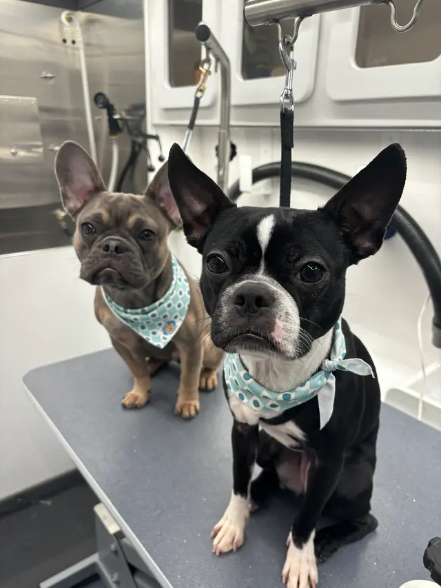Boops N' Bubbles Mobile Dog Grooming — photo from the business 9