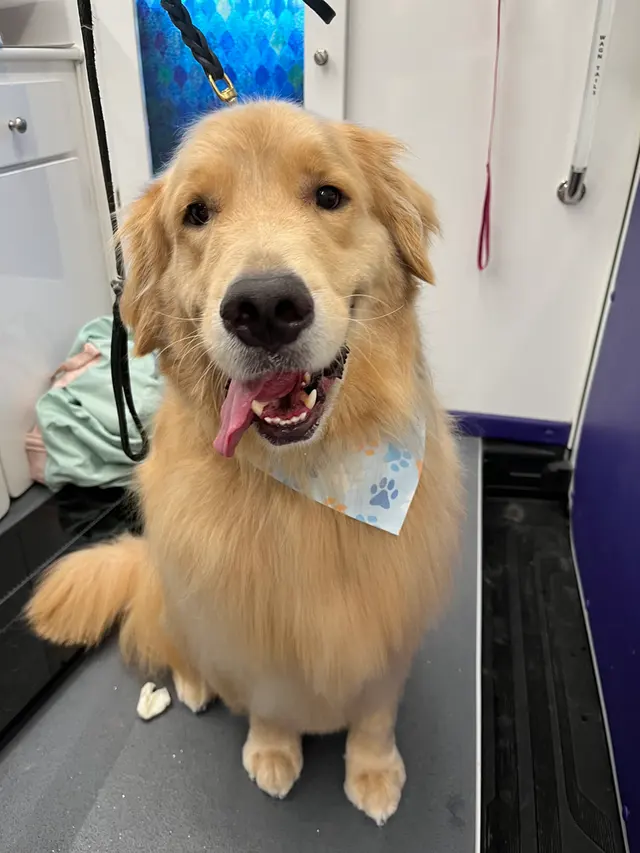 Boops N' Bubbles Mobile Dog Grooming — customer photo 6