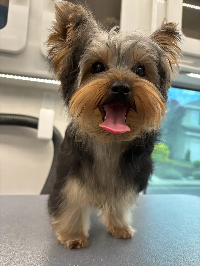 Boops N' Bubbles Mobile Dog Grooming — photo from the business 4