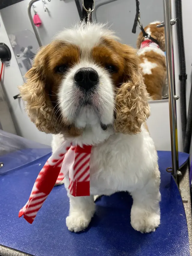Boops N' Bubbles Mobile Dog Grooming — photo from the business 7