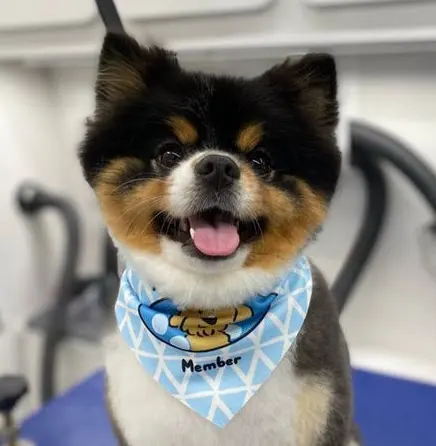 Boops N' Bubbles Mobile Dog Grooming — photo from the business 8