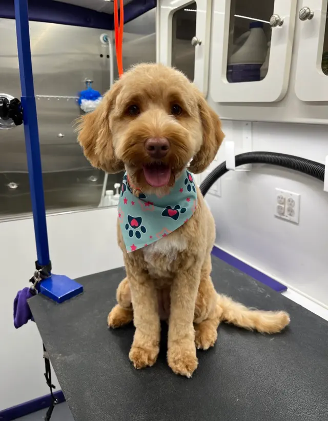 Boops N' Bubbles Mobile Dog Grooming — customer photo 3