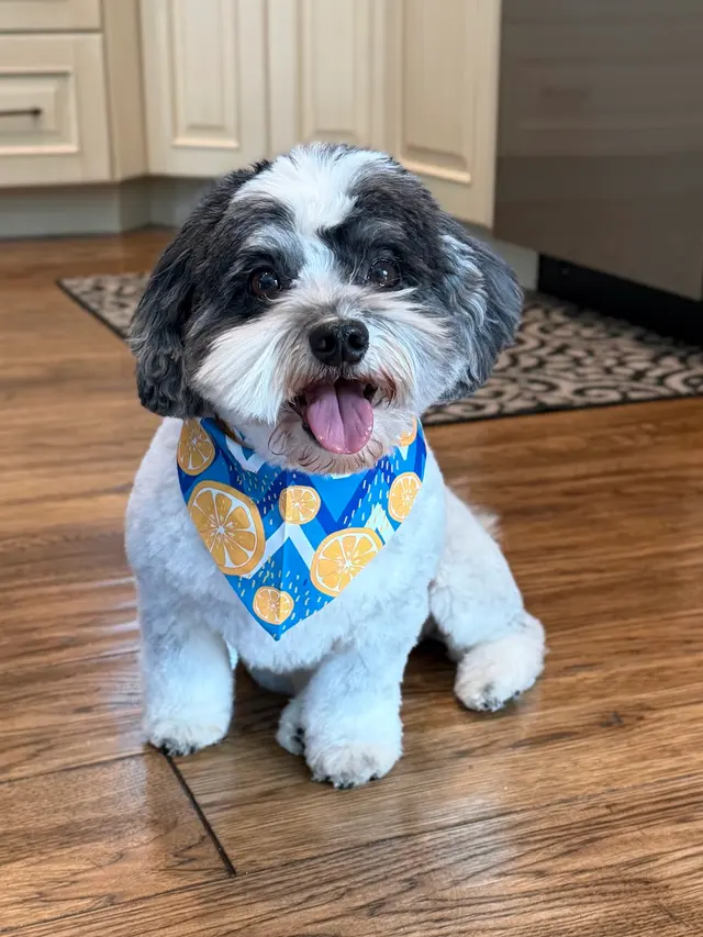 Boops N' Bubbles Mobile Dog Grooming — customer photo 5